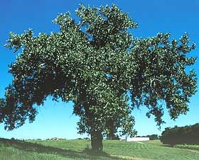 File:Populus deltoides.jpg