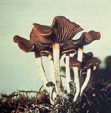 File:Psilocybe mushrooms.jpg