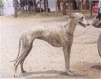 File:Rampurgreyhound.jpg