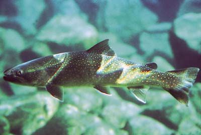 File:Salvelinus confluentus.jpg