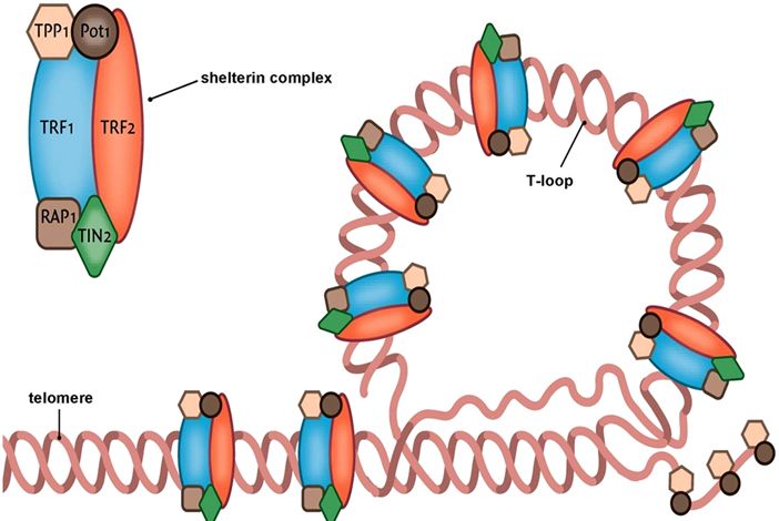 File:Shelterin-complex.jpg