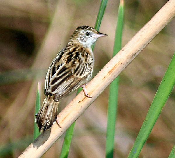 File:Zitting Cisticola (Non-breeding plumage) I IMG 0365.jpg