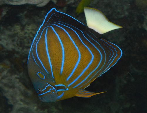 File:1 Pomacanthus annularis.jpg