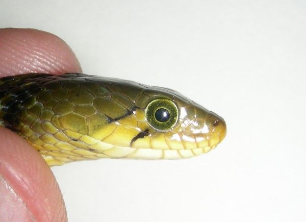 File:AB125 - Chequered Keelback head.JPG