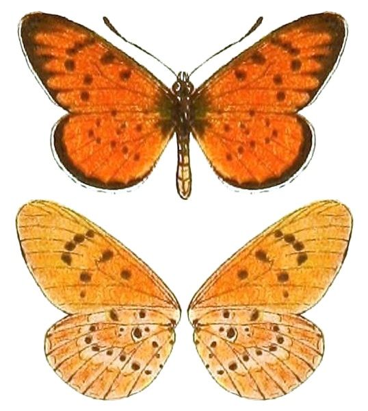 File:AcraeaSpecies2, Acraea zitja.jpg