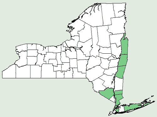 File:Alisma subcordatum NY-dist-map.png