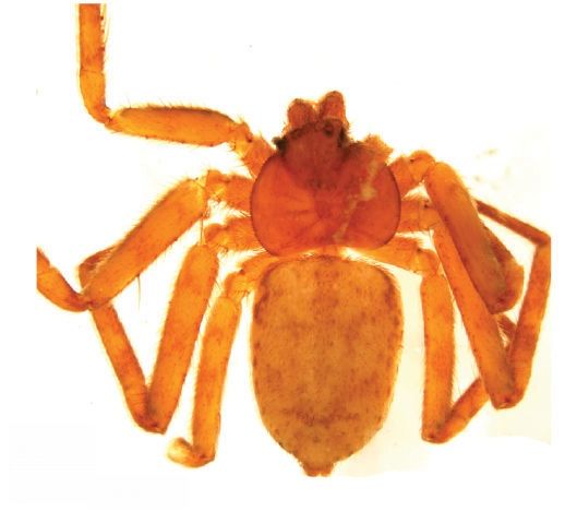 File:Amamanganops baginawa.jpg