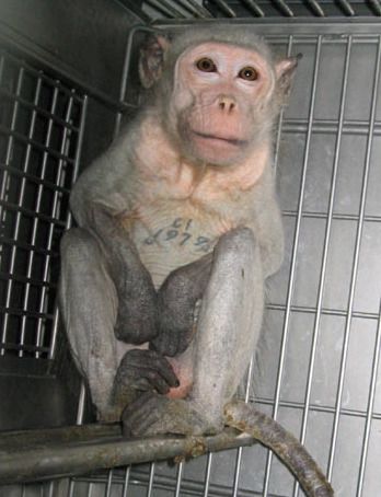 File:AnimaltestingMonkeyCovance2.jpg