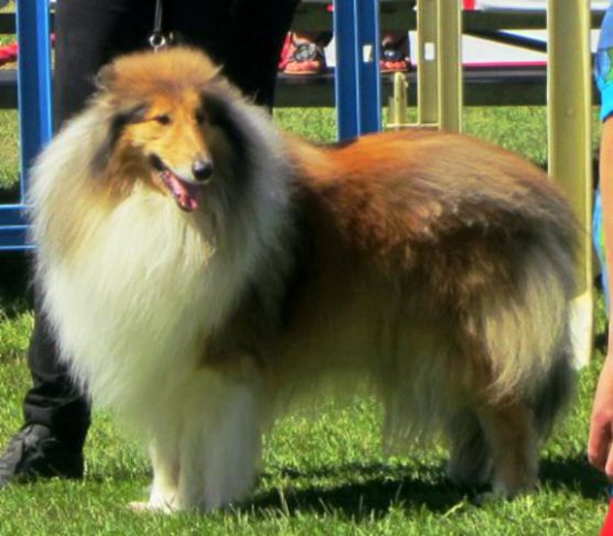 File:British Rough Collie.jpg