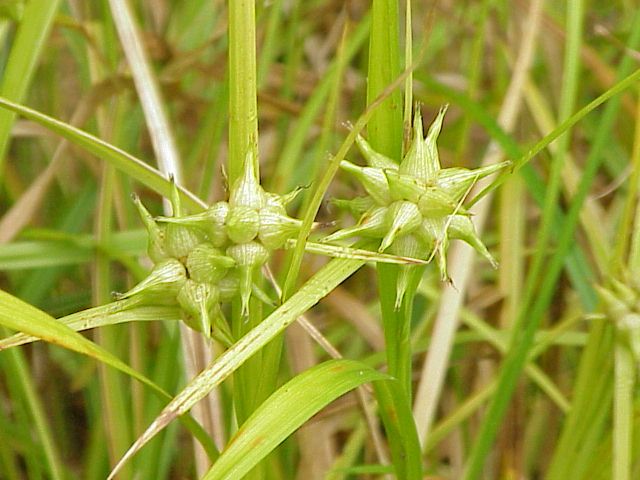 File:Carex grayi1.jpg