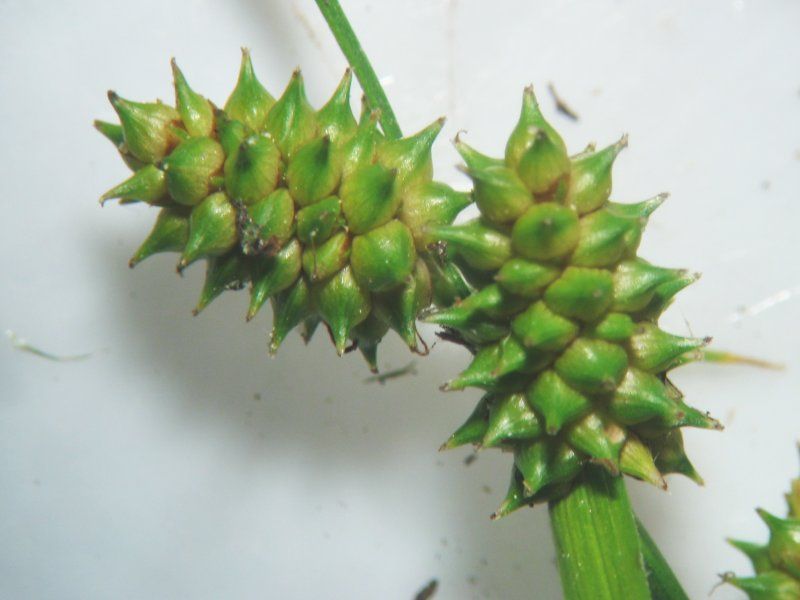 File:Carex viridula weibl.jpeg