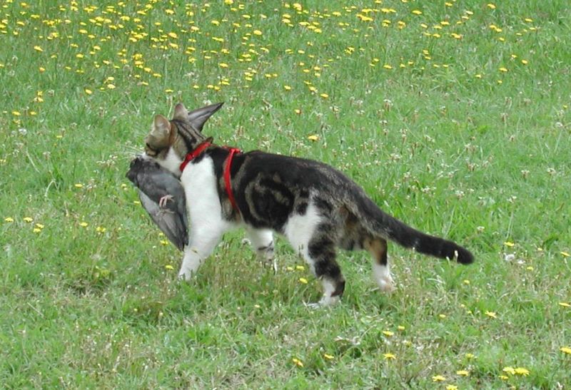 File:Cat&Pigeon.jpg