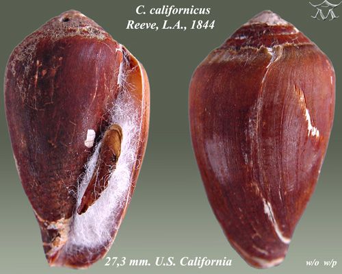 File:Conus californicus 1.jpg