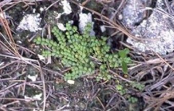 File:Euphorbia deltoidea deltoidea.jpg