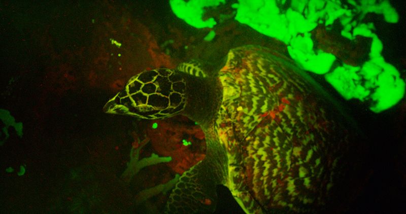 File:Fluorescent Turtle.jpg