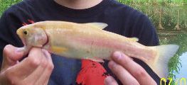 File:Golden Rainbow Trout Cropped.jpg