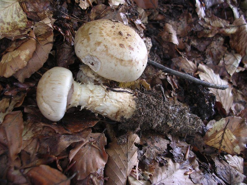 File:Hebeloma radicosum 2.jpg