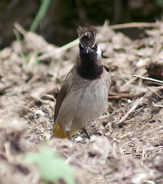 File:Himalayan Bulbul I IMG 3004.jpg