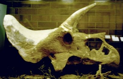 File:Laramie Triceratops skull.jpg