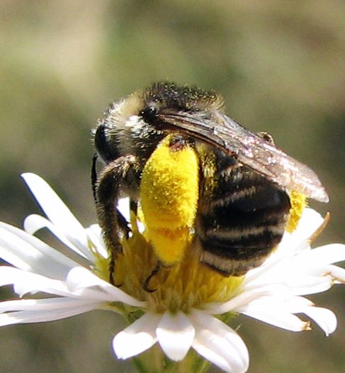 File:Melissodes druriellus female 1.jpg