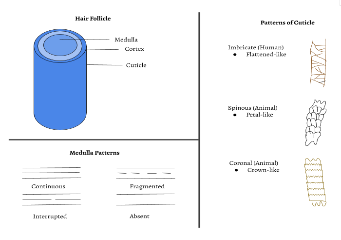 File:Microscopic Overview of Hair Properties.png