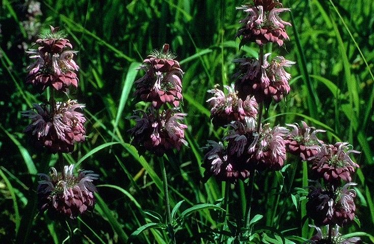 File:Monarda citriodora.jpg