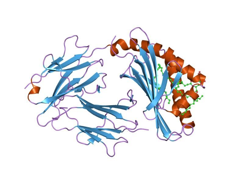 File:PDB 1gzp EBI.jpg