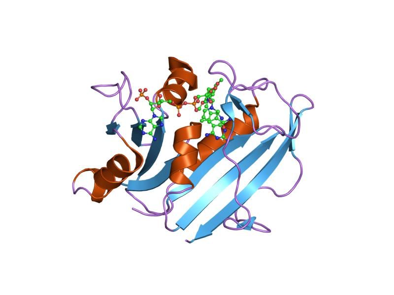 File:PDB 1pd8 EBI.jpg