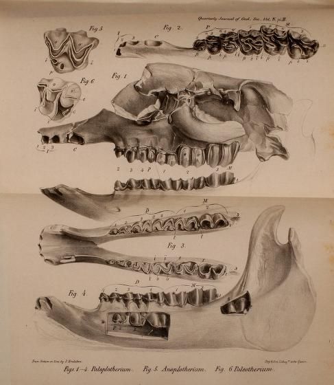 File:Paloplotherium (Plagiolophus) Anoplotherium Palaeotherium fossils illustration 1848.jpg