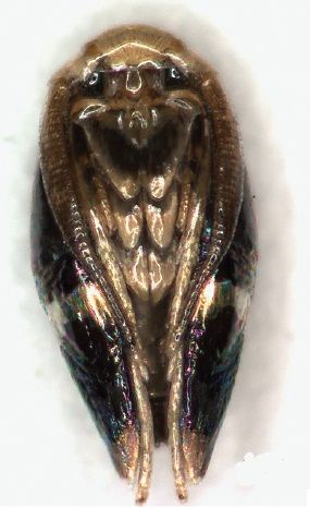 File:Pectinivalva minotaurus male pupa.jpg