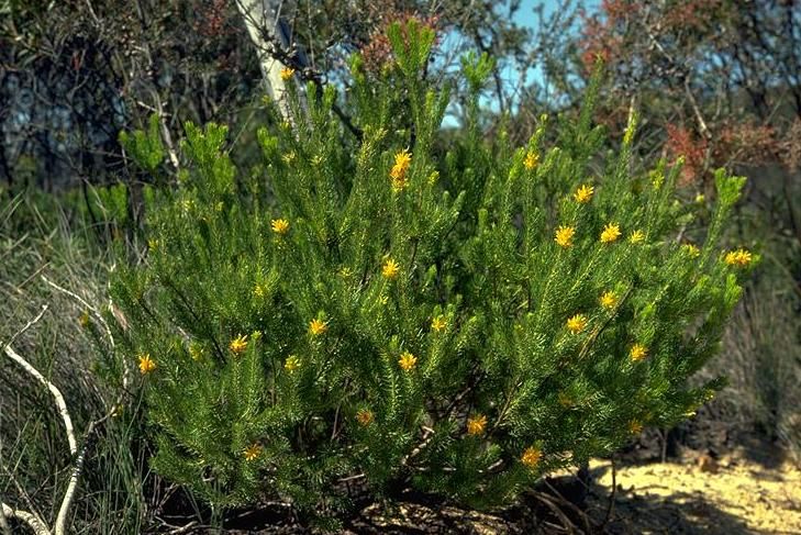 File:Persoonia acerosa habit.jpg