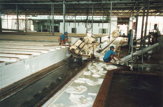 File:RemovingCoagulumFromCoagulatingTroughs.jpg