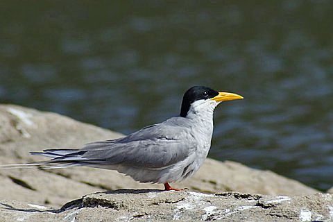 File:River tern.jpg