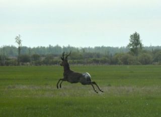 File:Roe Deer Sladkovo.jpg