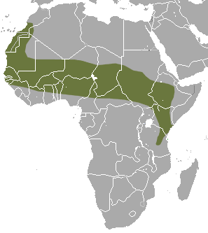 File:Savanna Path Shrew area.png