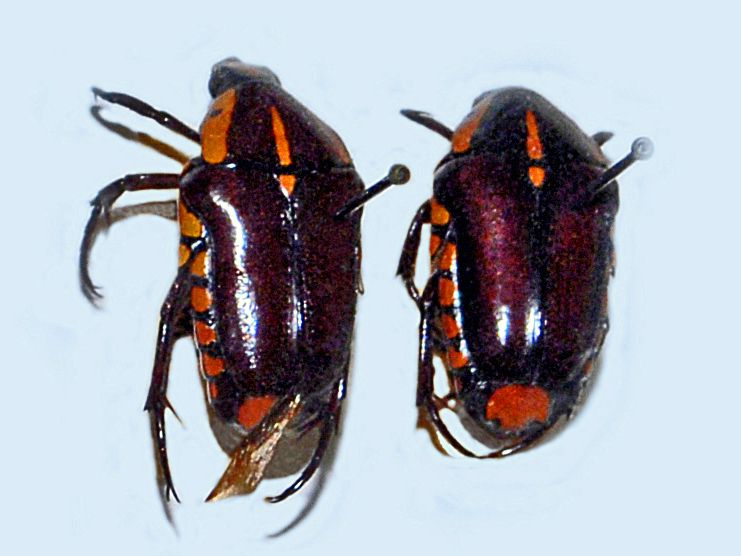 File:Scarabaeidae - Gnathocera trivittata costata.JPG