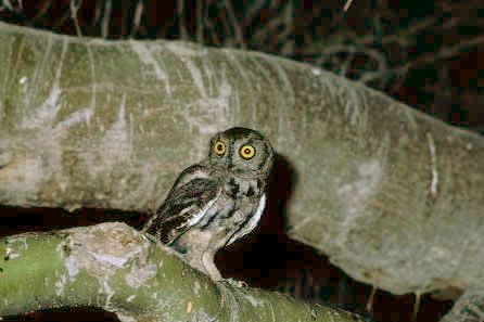 File:WesternScreechOwl23.jpg