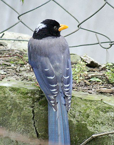 File:Yellow billed Blue Magpie I4 IMG 2895.jpg