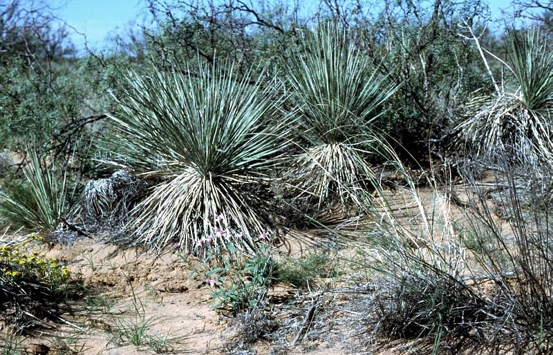 File:Yucca campestris fh 1179.82 BB.jpg