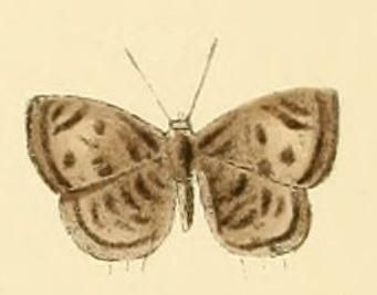 File:Anthene lyzanius.JPG