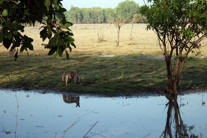 File:Antilopine Kangaroo Kakadu.jpg