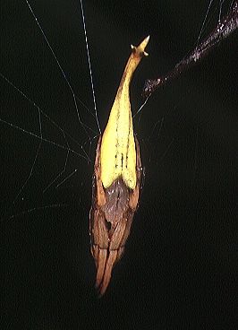 File:Arachnura.melanura.female.1.-.tanikawa.jpg