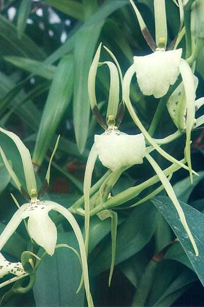 File:Brassia-girouldiana.jpg