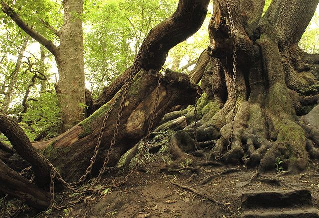 File:Chained Oak - geograph.org.uk - 1326196.jpg