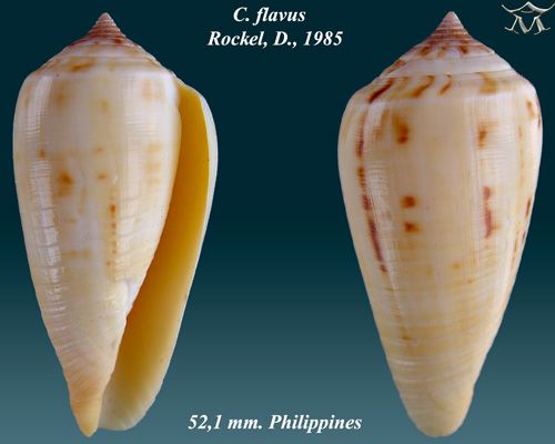 File:Conus flavus 2.jpg