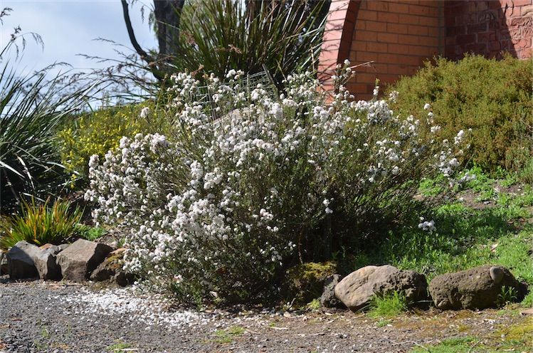 File:Epacris barbata habit.jpg