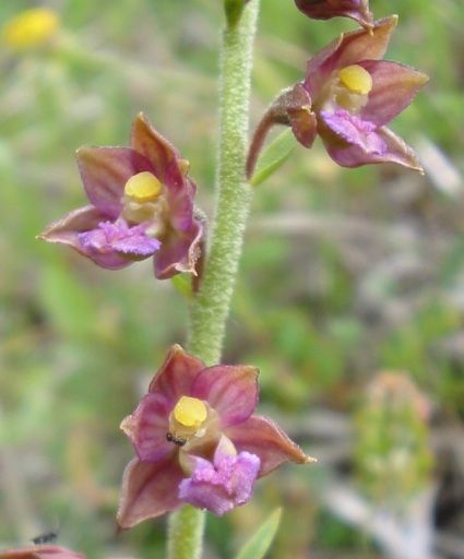 File:Epipactis atrorubens.jpg