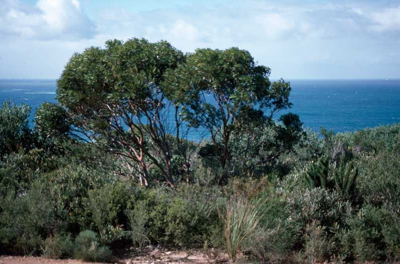 File:Eucalyptus burdettiana habit.jpg