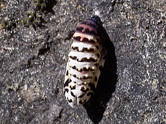 File:Euphydryas aurinia pupa.jpg