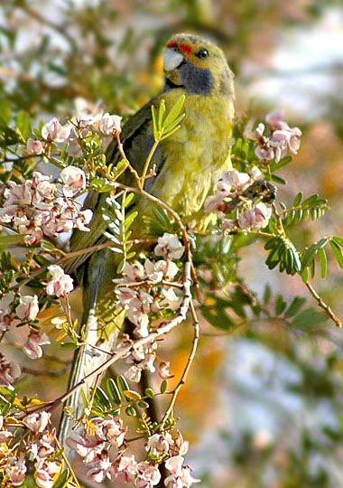 File:Green Rosella eating plucked flowers.jpg